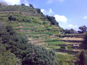 Cinque Terre - Stressed vines and vineyards - Vinosseur